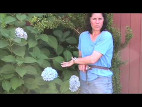 how to care hydrangea macrophylla