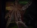 Octapus