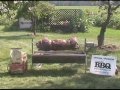 Pig Roast