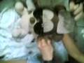 videos de teddy gurl by markmak