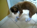 Maddie dog wears socks