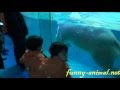 Polar bear jumping into water