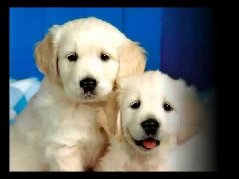how to treat kennel cough uk