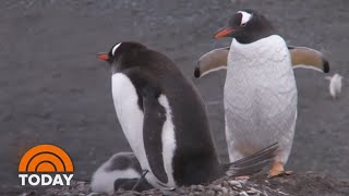 Same-Sex Penguin Couple ‘Adopts’ Abandoned Egg