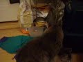 kittens and the carrier door