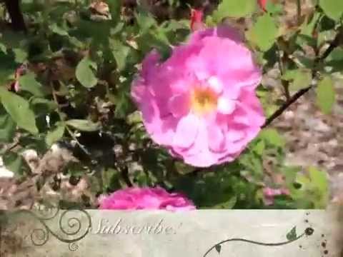 how to transplant rugosa roses