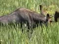Vermont Moose