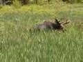 Vermont Moose