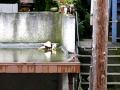 Fremont Carport Birdbath