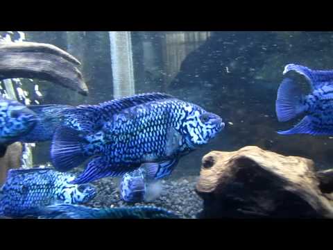 how to care for ebjd