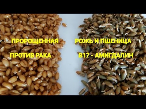 Хлеб домашний за 5 минут от народного целитиля В. С. Островскиго Хлеб домашний за 5 минут от народного целитиля В. С. Островскиго