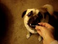 PUGSLEY LIKES BLACK OLIVES