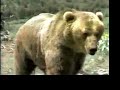 ceccarelli è yoghi o un grizzly? ceccarelli è yoghi o un grizzly?