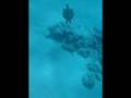 videos de 泳ぐウミガメ【１】