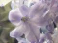 Purple flowers, a languid melody, pan flute and alto flute, classical guitar, sun, glowing light...beautiful.©Kevin Budd 2006   www.panflute.caI have been building pan flutes and playing them for over twenty years. Visit me at www.panflute.ca I also compose music for the pan flute. Take a look at 