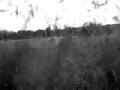 Turmion kätilöt - Härkä