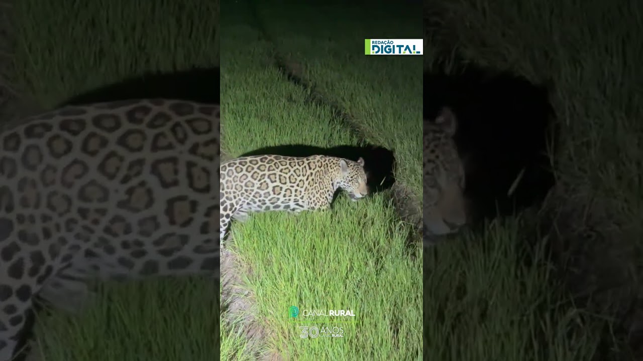 Onça-pintada passa a poucos metros de carro durante safári no Pantanal