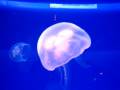 videos de Cool jellyfishes in Monaco