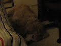 My dog making funny sounds