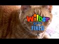 Wilber Gets Fixed (Episode 6)