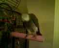 Chip destroys a cardboard box!