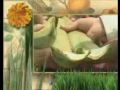 Forever Living   Da Planta ao Produto até Você.avi