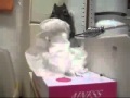 Tissue Thief – A Squirrel