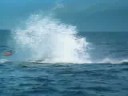 killer whale and swimmers حوت وطمر على اللي يسبحون