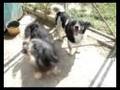 videos de Ciapek i Tofi