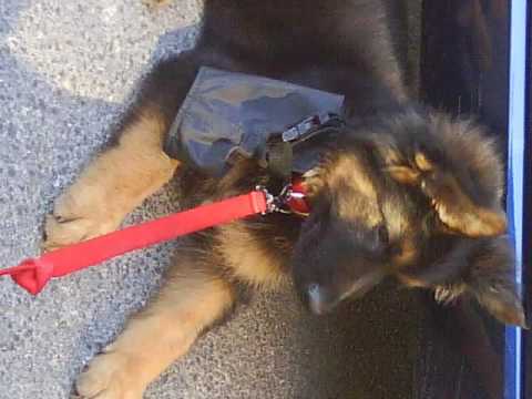 BERGER ALLEMAND