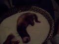 ボール猫動画
