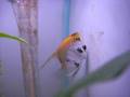 angel fish