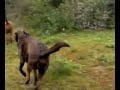 Dog Training Labrador Retrievers K9 Coach Camp