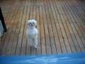 the tango dancing dog!