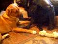 videos de Princess snarl's bone