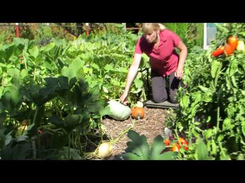 how to harvest squash and pumpkins