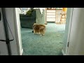 Trevor the sheltie playing with Penny Part 1