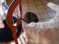 Peton et Udson