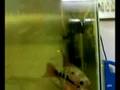 My flowerhorn 1.5 to 8 inchs in 6 months.ELMO.