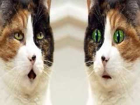 Image de prévisualisation YouTube