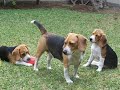 Beagle Per� - Mis hijas.... desde el principio...
