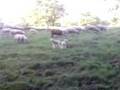 Rennende schapen op Zugerberg
