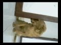 videos de Xupisco sorrindo para a camera