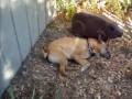 Dog Dream - starring Munch Dogg Dog Dream - starring Munch Dogg