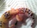 What is the morph of my leopard gecko?