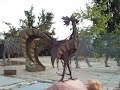 Chicken in the Fountain.MOV