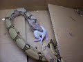 my redtail boa eating small rat part 2