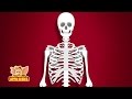 Skeleton System