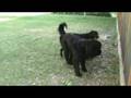 videos de Tess and Annabelle playing