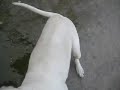 dog argentinian catea